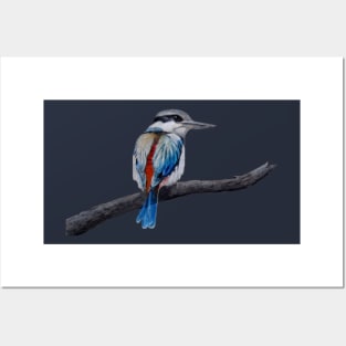 Red backed kingfisher Posters and Art